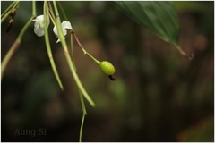 Schumannianthus virgatus